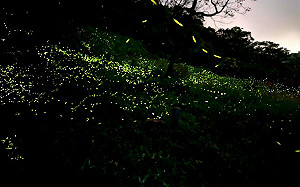 感受螢光浪漫！北市螢火蟲季4/1登場 8處賞螢秘境大公開