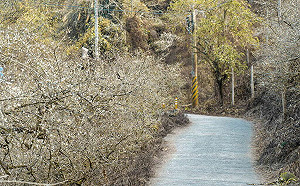 登山、賞螢、泡溫泉！搭「台灣好行」玩遍台南梅嶺 