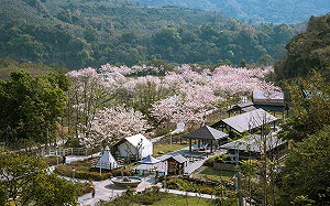  春天踏青夢幻之旅   高市觀光局推六龜泡湯賞花旗木海  