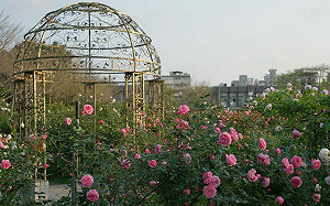台北玫瑰展百花齊放！各色花卉爆量綻放 夢幻造景超好拍