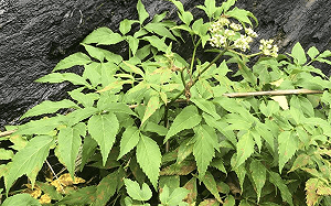 野生當歸新發現！農業部生多所揭密新品種「毛當歸」