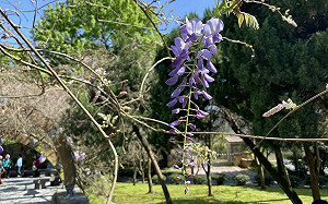陽明山一日遊！白天賞花步道漫步  晚上賞紫藤花浪漫燈藝