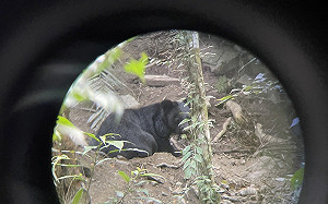 野放4個月又受困！台灣黑熊「達古阿里」誤入圈套受傷送醫