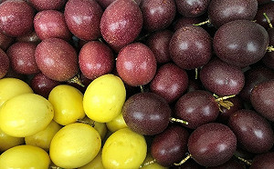 好吃百香果挑選有訣竅！高雄農改場3點判斷：看外表、聽聲音、秤重量