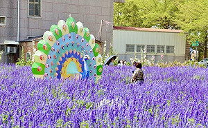 蜀葵花季登場！3/30-5/5來台南學甲賞花聽音樂