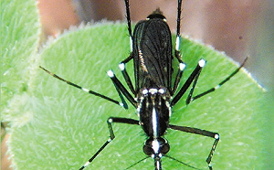 日本腦炎首例現蹤嘉義！50歲男無出國史竟染病