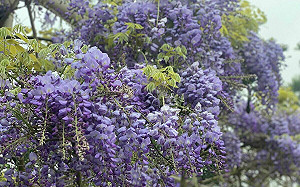 感受紫色山城浪漫！嘉義紫藤花季延長至4/30