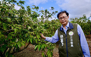 恆春玉荷包農損可申請救助　徐富癸將提修法盼更彈性認定農災