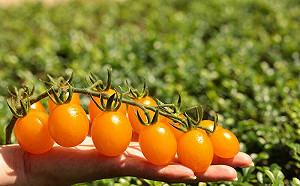 小番茄「糖馨」閃亮登場！農試所：預計12月底上市