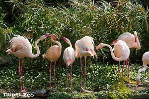 台北市立動物園4月漲價!普通票100元、優待票50元