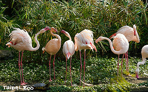 台北市立動物園4月漲價！普通票100元、優待票50元