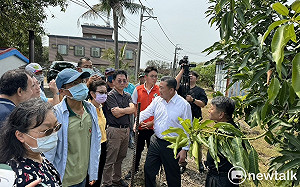 歸仁芒果花況差恐影響收成  王定宇邀農政單位會勘補助
