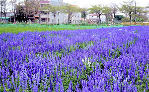 懶人包》春遊台南！兒童節連假踏青、賞花「11景點」玩不停