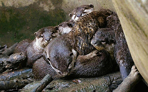 動物園優惠限時4天！12歲以下兒童及同行家長親子二人入園免費