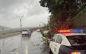 新北淡水強風大雨 樹塌機車倒電線斷幸無人傷