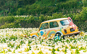 北投三層崎花海落幕！海芋、繡球花接棒一路開到6月底