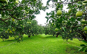 中秋吃柚子當心！4大藥物混吃 嚴重恐致橫紋肌溶解症