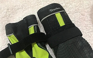 搜救犬救災為何不穿鞋？領犬員心疼揭真相