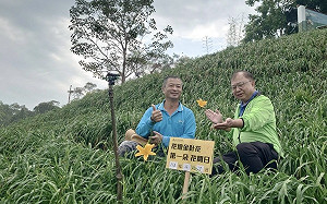 史上第一次！花壇虎山巖開出金針姊妹花 兩週後大爆發