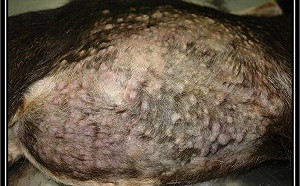 台灣動物防疫再傳捷報！羊痘撲滅獲國際認可