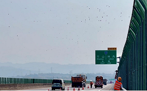 大量紫斑蝶遷徙！國道已啟動6次讓道  創近15年新高