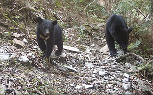 (影)台灣黑熊保育有成！花蓮卓溪86％居民看過「熊痕跡」
