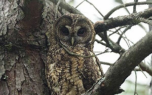 食物誘拍！東方灰林鴞慘摔傷  玉管處：最高可處50萬元
