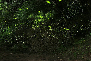 螢光閃閃好浪漫!台南梅嶺賞螢季4/27登場 免費報名