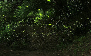 螢光閃閃好浪漫！台南梅嶺賞螢季4/27登場 免費報名