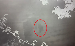 台東部落驚現台灣黑熊悍闖農園 連吞9雞揚長而去