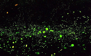 懶人包》螢火蟲季來了！全台7大精彩賞螢活動一次看