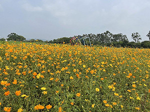 台中后里環保公園波斯菊盛開中!4千平方公尺金黃花海超夢幻