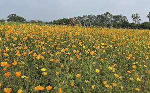台中后里環保公園波斯菊盛開中！4千平方公尺金黃花海超夢幻
