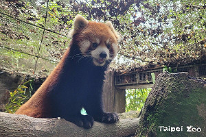 小貓熊「可頌」赴日繁衍後代!動物園:個性穩定是最佳選擇