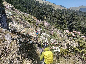 主峰步道封閉仍可賞花!合歡山3處杜鵑花盛開景點公開