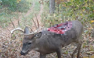 殭屍危機是真的? 2獵人吃「殭屍鹿」後遭病毒侵襲 攻擊他人 還一個月內死亡