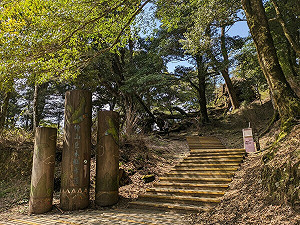 踏青注意!苗栗觀霧檜山巨木群步道4/30施工封閉半年