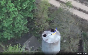 (影) 第聶伯河左岸重新插上烏國旗! 前線激烈戰鬥 烏無人機連毀俄坦克、重砲