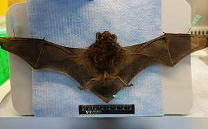 民眾拾獲麗沙病毒陽性蝙蝠！有人畜共通風險 疾管署：勿接觸野生動物 