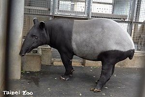 馬來貘「貘莉」懷孕了!台北動物園:寶寶今年6月出生