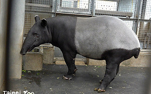 馬來貘「貘莉」懷孕了！台北動物園：寶寶今年6月出生