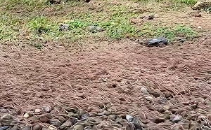 大震前兆？上萬「馬陸」竄出爬行大雪山林道 農場急道歉曝成因