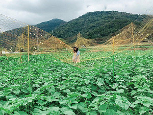 協助振興!類農遊券限購花蓮特產 農業部:擬定暑假推出