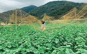協助振興！類農遊券限購花蓮特產 農業部：擬定暑假推出