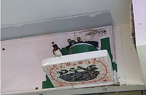 解決燕糞困擾!林業署攜台北鳥會推「燕你好好板」徵百名免費試用者