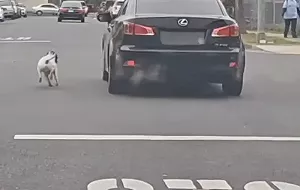 忠心汪慘遭主人拋棄!奔跑追車結局曝光