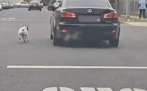 忠心汪慘遭主人拋棄！奔跑追車結局曝光