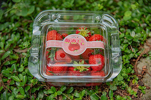 台灣首顆碳標籤草莓誕生!農改場:台一休閒農場5年碳足跡減量3%