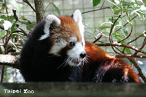 小貓熊「美可」離世!北市動物園曝原因:4月底突喘氣