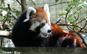小貓熊「美可」離世！北市動物園曝原因：4月底突喘氣